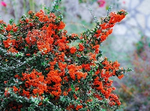 foglie, verde, bacche, rami, rosso, pianta, sfocato, arbusto, fiori, cespuglio, arancione, sfondo