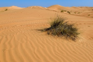 sabbia, dune, erba, verde, deserto, azzurro, cielo, cespuglio, pianta, ondulato, giallo